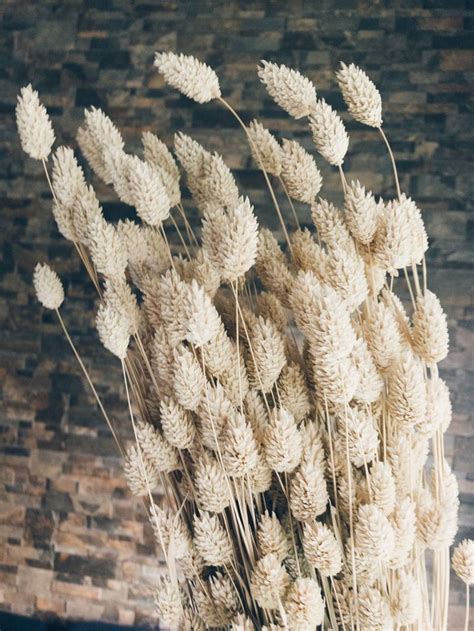 Dry Flower White Phalaris Bunch Gorgeous Diy Dried Flower Arrangement