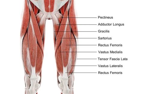muscles    limb mblex guide