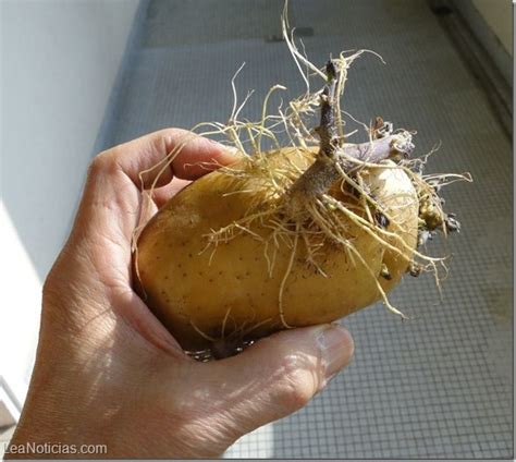 Más que insólito A esta mujer le creció una papa en la vagina Lea Noticias