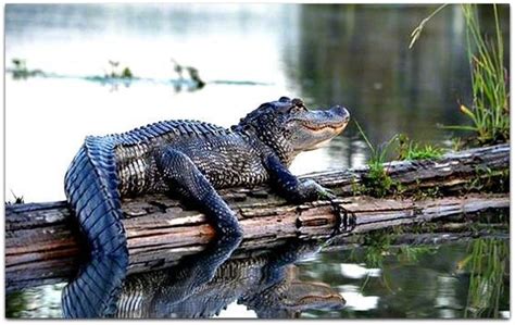 Pin By Sweetrose On Louisiana Bayou Louisiana Swamp Louisiana