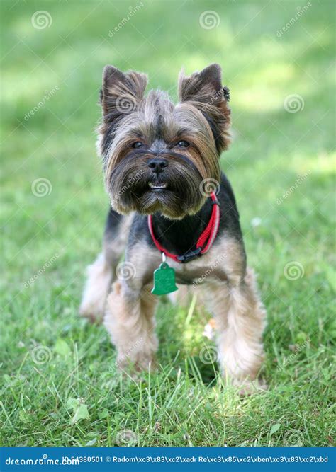 The Typical Yorkshire Terrier Dog Stock Image Image Of Garden