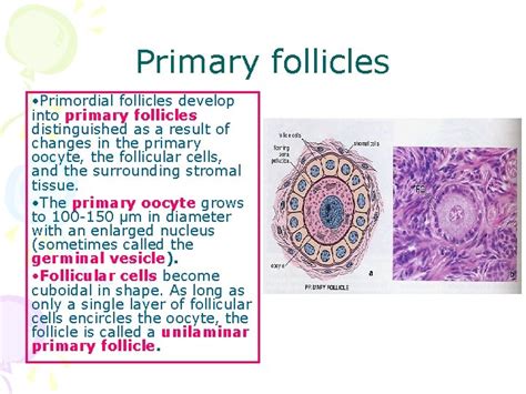 Histology Of Female Reproductive System Petek Korkusuz Md