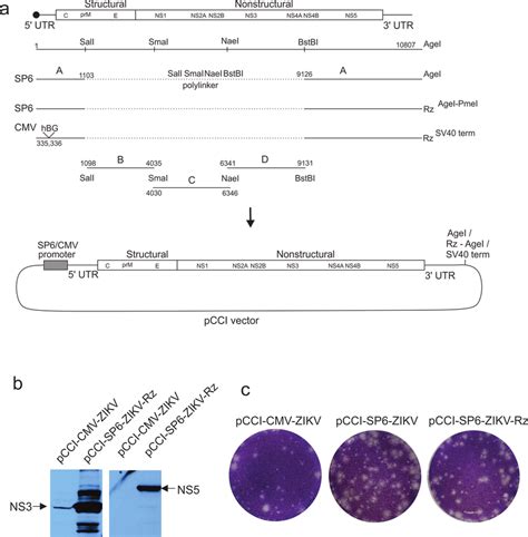 Construction Of Zikv Icdna Clones And Rescue Of Wt Zikv A Schematic