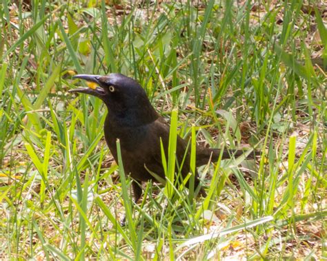 Common Grackle - FeederWatch