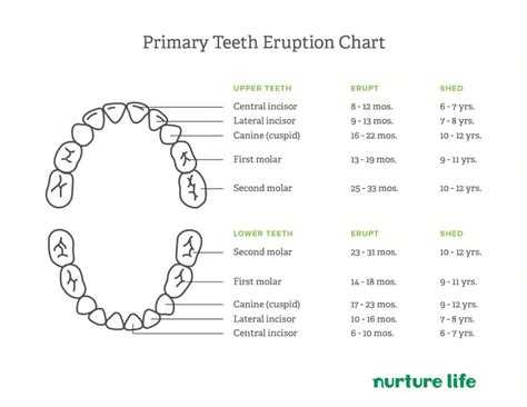 Six Year Molars Losing Baby Teeth Expect | Healthy Kids Meal Delivery ...