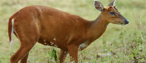 Indian Muntjac Deer Facts & Info (Muntiacus muntjak) - World Deer