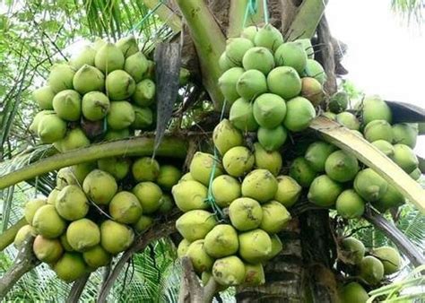 Buy Kerala Coconut Fruit Plants Online.