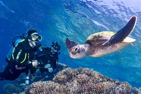 Hurghada Excursion La Maison Des Tortues De Sharm El Naga Avec