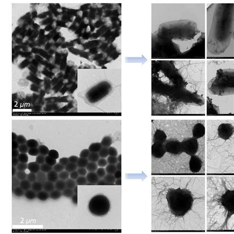 Morphologies Of A E Coli And B S Aureus Cells When Contacted With