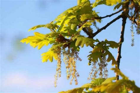 Oak Tree Flowers Environment Buddy