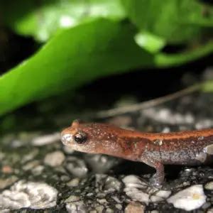 Red-backed salamander - Facts, Diet, Habitat & Pictures on Animalia.bio