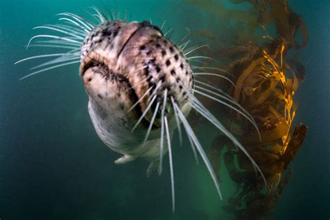 Monterey Bay Aquarium: Photo