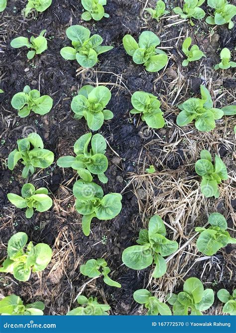 Growing Vegetables on Organic Soil Stock Photo - Image of foliage