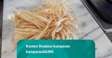 Mengenal Listeria Wabah Penyakit Yang Dipicu Jamur Enoki Kumparan