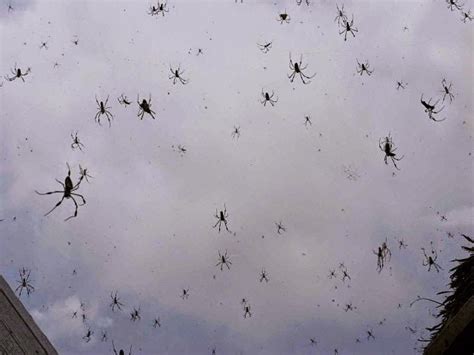 Chuva De Aranhas Aterroriza Uma Cidade No Sul Da Austr Lia Simples