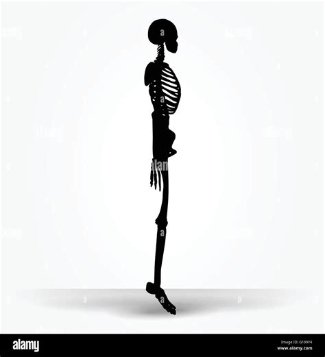 Vector Image Skeleton Silhouette In Default Pose Isolated On White