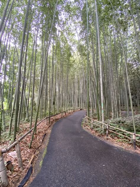 Bamboo Forest in Kyoto for a Calm Breeze Walk.