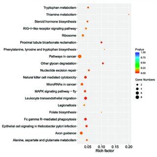 The Most Enriched Kegg Pathways Of The Predicted Target Genes Of