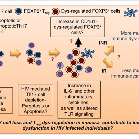 Th17 Cell And Treg Homeostasis In Mucosa Hiv Infection Leads To