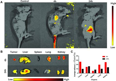 In Vivo Fluorescence Imaging Of Gqd Peg A In Vivo Biodistribution Of