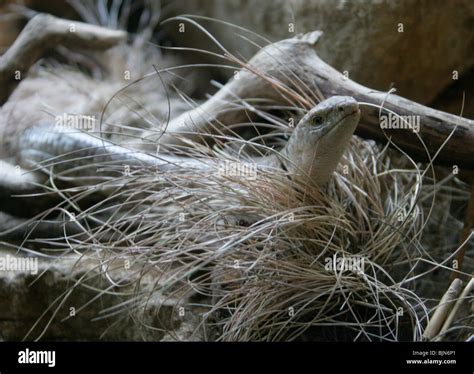 Sheltopusik Pallass Glass Lizardor European Legless Lizard