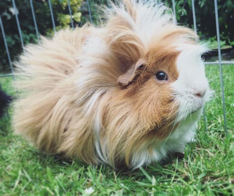 9 Long-haired Guinea Pig Breeds (Plus Tips to care for their Long Hair ...