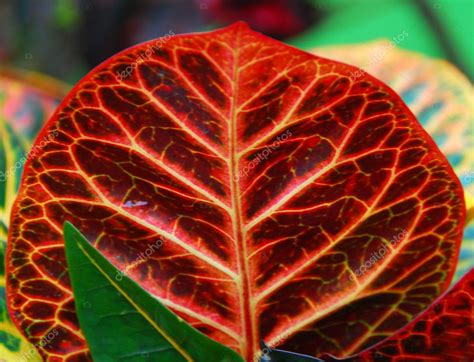 Croton indoor plant — Stock Photo © Nikonite #6465806