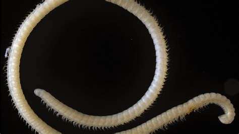 Newfound Millipede Is Toothy, Poisonous and Quite Male - The New York Times