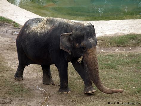 Smithsonian National Zoo - HawkeBackpacking.com