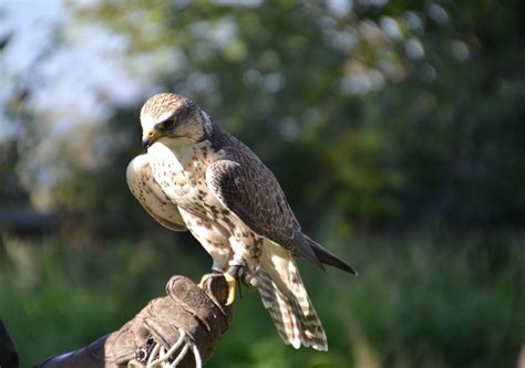 Falcon Raptor Birds Of Prey Free Photo On Pixabay Pixabay