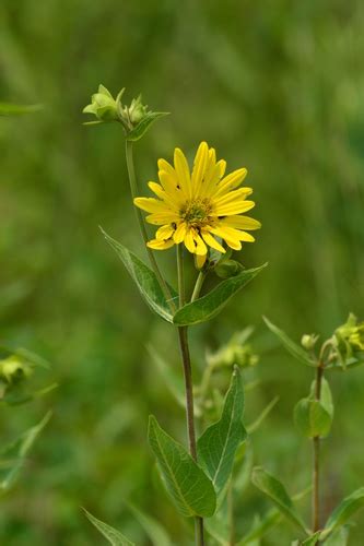 Prairie Rosinweed Silphium Integrifolium · Inaturalist