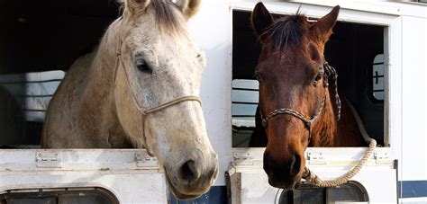 Horse Slaughter Is Not Euthanasia | Learn More | ASPCA