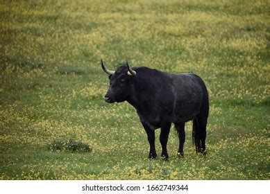 Big Mature Black Bull Looking Severely Stock Photo 1819190822 Shutterstock