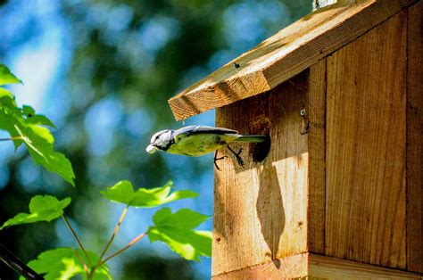 Free Tiny Tits Nature Images Pixabay