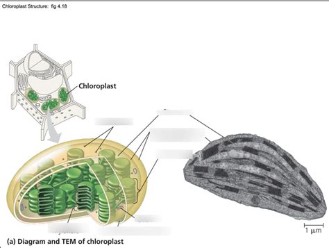 Chloroplast Diagram Quizlet