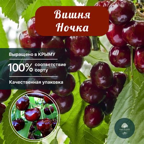 Саженцы Вишня Ночка - купить с доставкой по выгодным ценам в интернет ...