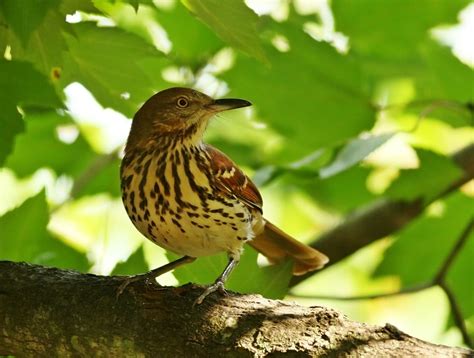 Birds: Brown Thrasher