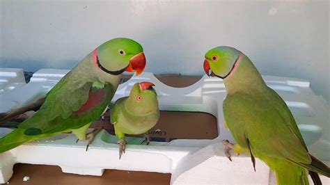 Mitthu And Rio Talking Parrot Having Fun With Female Ringneck Talking Parrot Rosie So Funny