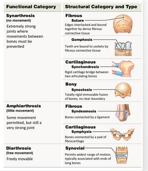 Anatomy - joints (structural and functional classifications) Diagram | Quizlet