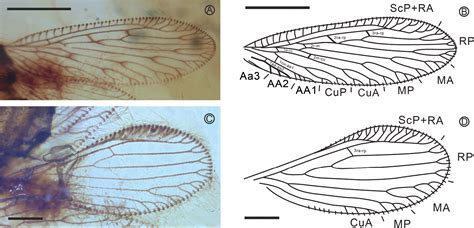 ﻿a New Species Of Beaded Lacewings Neuroptera Berothidae From Mid