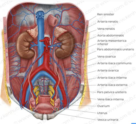 Anatomie 2 Fragen Karteikarten Quizlet