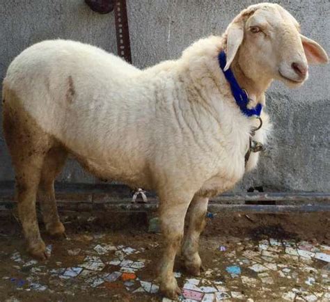 Balkhi Sheep Info Meat Mutton And Wool Production Kidding Pictures