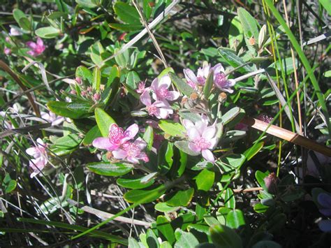 Lithomyrtus Obtusa Myrtella Obtusa A Low Growing Myrtace Flickr