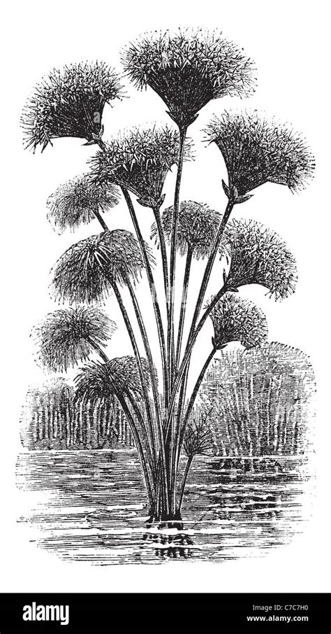 draw papyrus plant