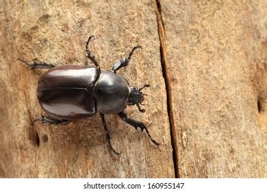 2 514 Beetle Sex Royalty Free Images Stock Photos Pictures