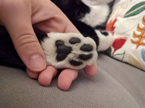 12 Adorable Cat Toe Beans To Make You Feel Warm And Fuzzy Page 3 Of 6