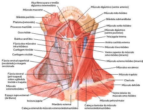 Músculos do Pescoço Músculos do pescoço Anatomia corpo humano Anatomia