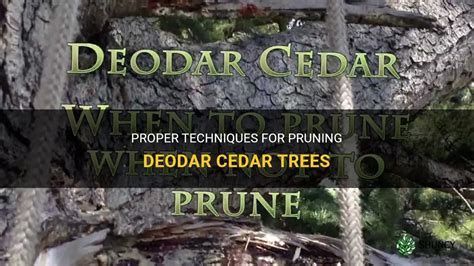 Proper Techniques For Pruning Deodar Cedar Trees | ShunCy