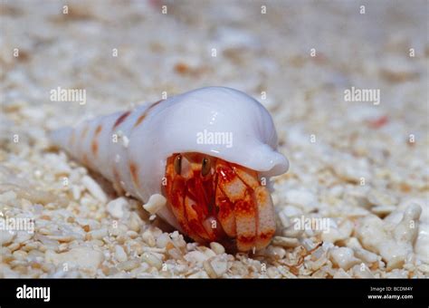 A Strawberry Land Hermit Crab Emerging From Its Shell On A Sand Beach