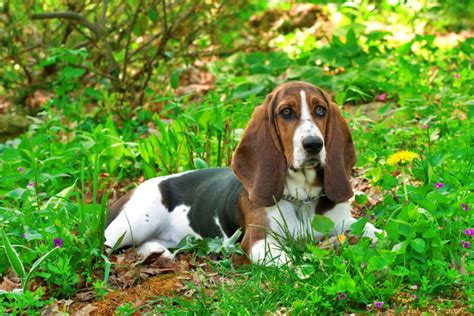 Basset Hound Colors: 10+Color Combinations & Markings